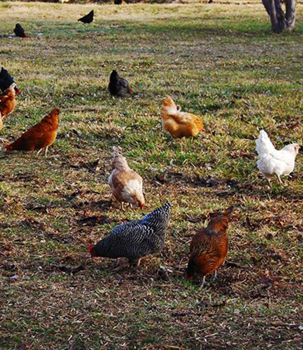 Red Hen Farm